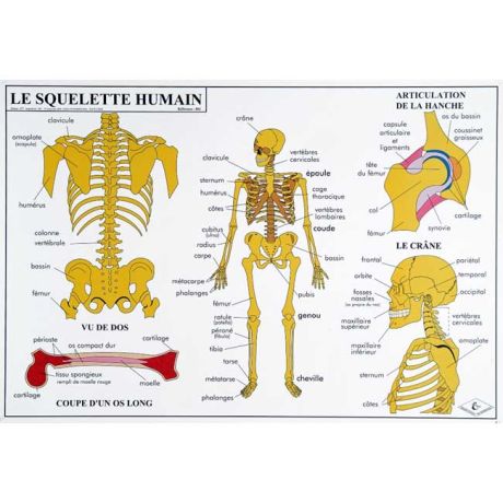 Planche éducative Le corps humain Planche éducative Le corps humain